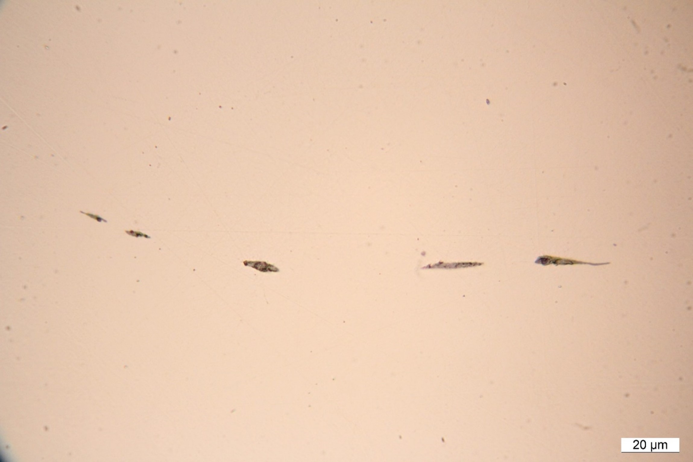 Manganese sulphide inclusions and oxides